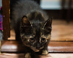 Кошки в Щекино: Котёнок девочка (черепашка) ищет хозяев  Девочка, 100 руб. - фото 4