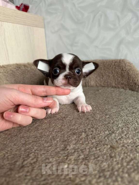 Собаки в Воронеже: Девочка чихуахуа Девочка, 45 000 руб. - фото 1