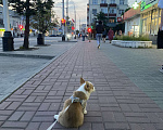 Собаки в Тамбове: Продам девочку - корги Девочка, Бесплатно - фото 3