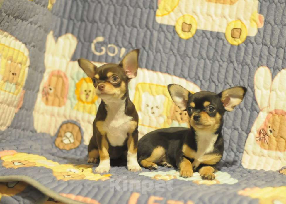 Собаки в Чите: чихуахуа щенки Девочка, Бесплатно - фото 1