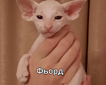 Кошки в Малоархангельске: Петерболды котята, 35 000 руб. - фото 3