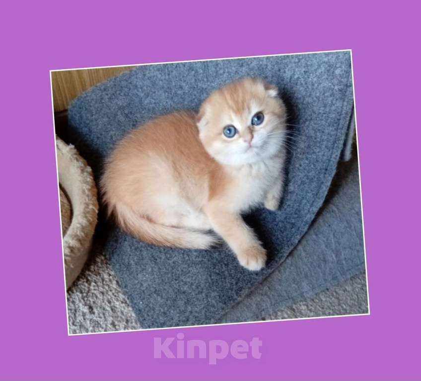 Кошки в Москве: Клубный котик фолд окрас nv12  Мальчик, 30 000 руб. - фото 1