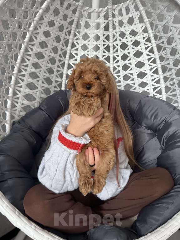 Собаки в Гатчине: Мальтипу Девочка, 80 000 руб. - фото 1