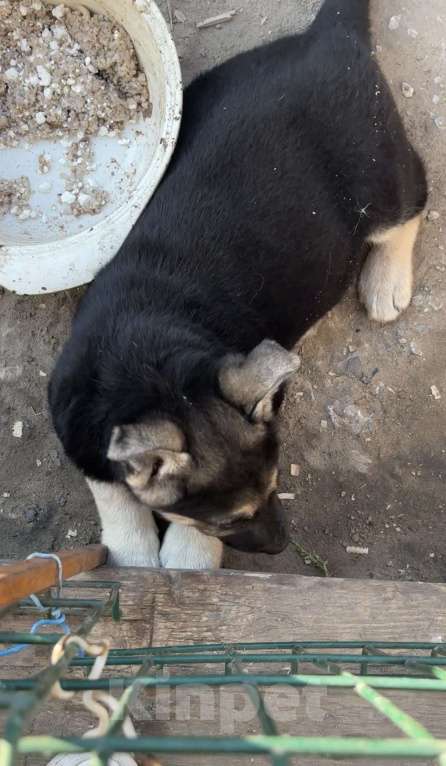 Собаки в Тюмени: Щенок овчарка восточноевропейская  Девочка, 15 000 руб. - фото 3