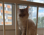 Кошки в Казани: Отдадим кошку в добрые руки из за аллергии Девочка, Бесплатно - фото 2