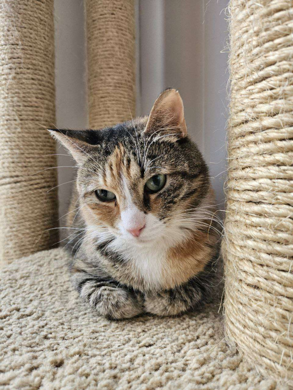 Кошки в Санкт-Петербурге: Кошка ищет дом Девочка, Бесплатно - фото 5