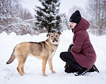 Собаки в Москве: Пёс-радость и позитив, компаньон для семьи и детей Мальчик, Бесплатно - фото 5
