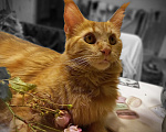 Кошки в Усть-Лабинске: Купить  котенка Мейн-кун в Краснодарском крае Мальчик, 10 000 руб. - фото 7