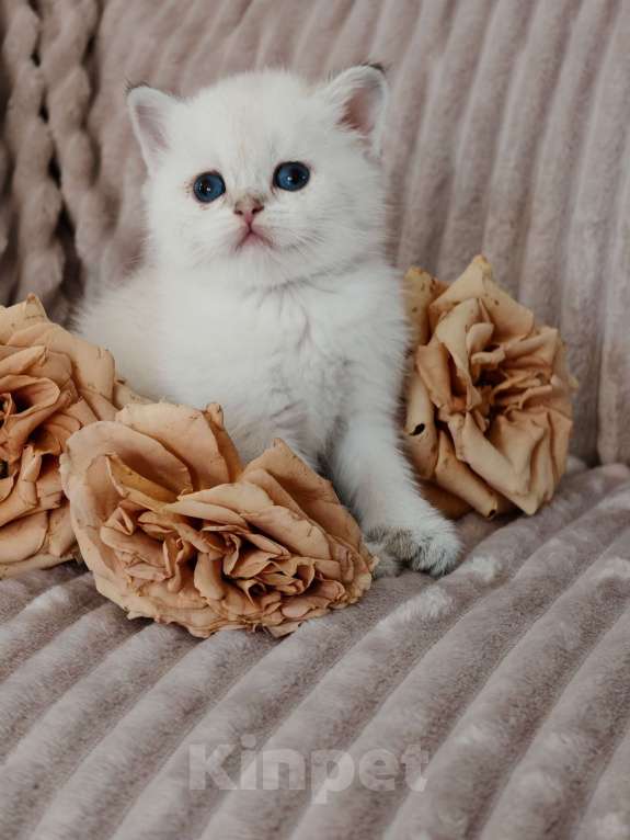 Кошки в Москве: Породистые шотландские котята Девочка, 80 000 руб. - фото 3