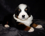 Собаки в других городах Московской области: Бернский зенненхунд Девочка, 70 000 руб. - фото 1