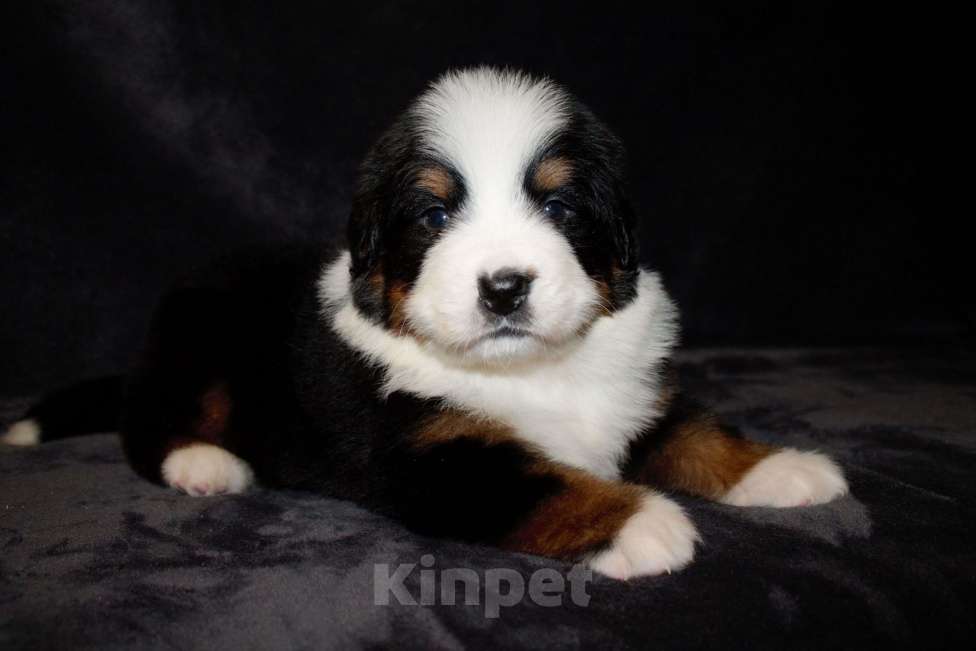 Собаки в других городах Московской области: Бернский зенненхунд Девочка, 70 000 руб. - фото 1