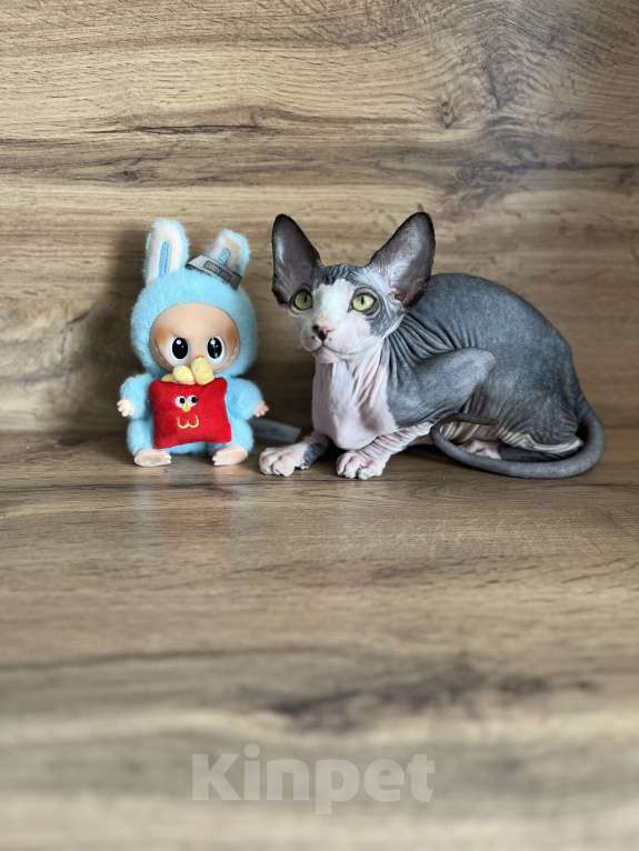 Кошки в Москве: Канадский сфинкс  Мальчик, 20 000 руб. - фото 6