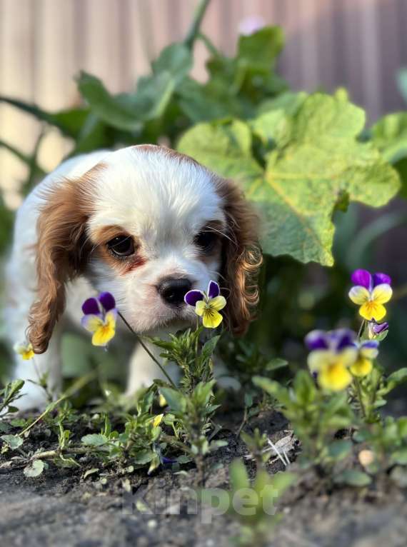 Собаки в Армавире: Кавалер Кинг Чарльз спаниель Девочка, 70 000 руб. - фото 3