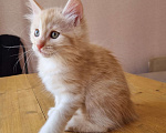 Кошки в Краснодаре: Кот красное серебро Мальчик, Бесплатно - фото 4