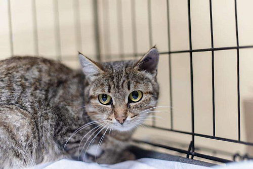 Спокойная и ласковая Анфиса ищет дом.