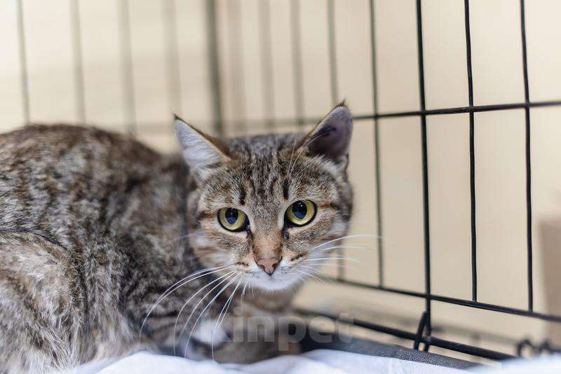 Кошки в Москве: Спокойная и ласковая Анфиса ищет дом. Девочка, Бесплатно - фото 1