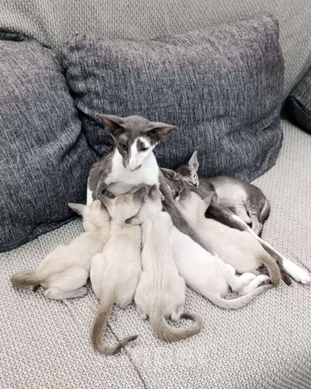 Кошки в Пятигорске: Ориентальный кот  Мальчик, 25 000 руб. - фото 5