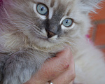 Кошки в Краснодаре: Котята Невская маскарадная color point blue пушистый кот Мальчик, 26 000 руб. - фото 5