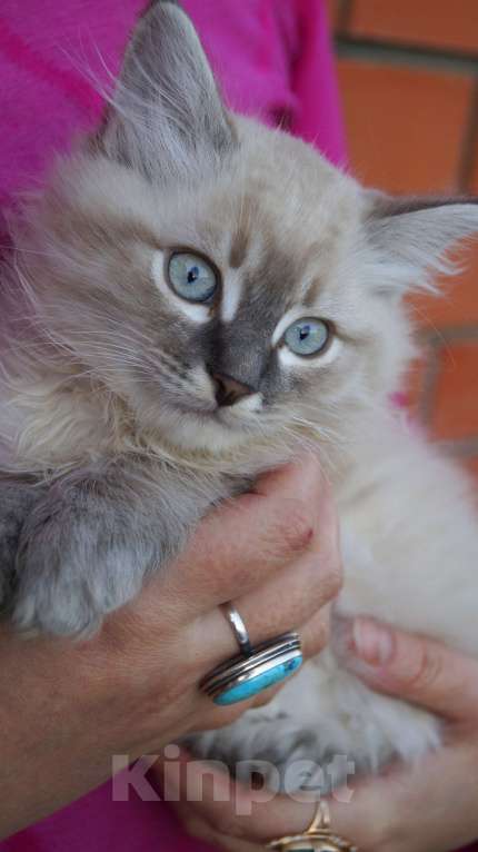 Кошки в Краснодаре: Котята Невская маскарадная color point blue пушистый кот Мальчик, 26 000 руб. - фото 5