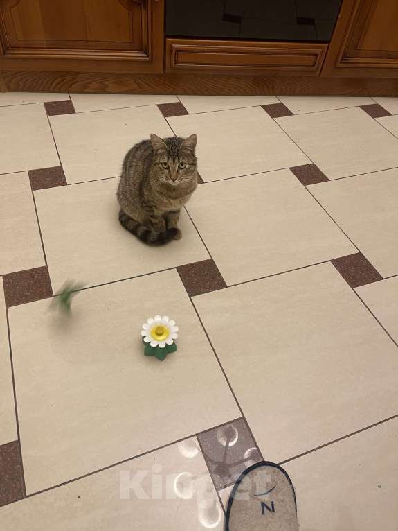 Кошки в других городах Московской области: Сливка Девочка, Бесплатно - фото 7