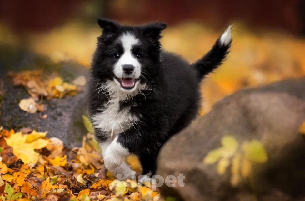 Собаки в Ярославле: Черный принц Мальчик, 80 000 руб. - фото 2