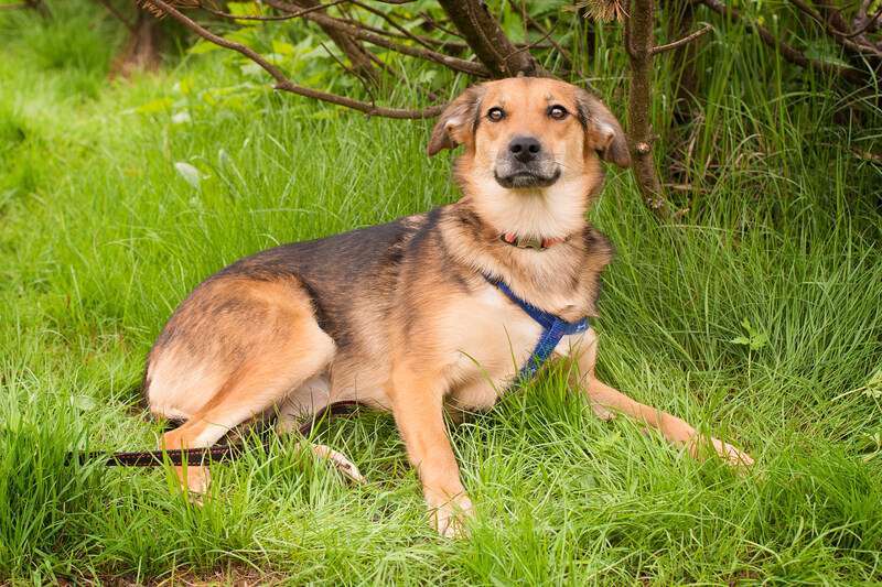 Собаки в Москве: Дафна ищет дом, и она уверена, что кому-что с ней очень повезет! Девочка, 1 руб. - фото 6