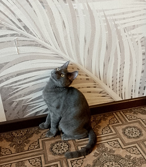 Котенок в добрые руки