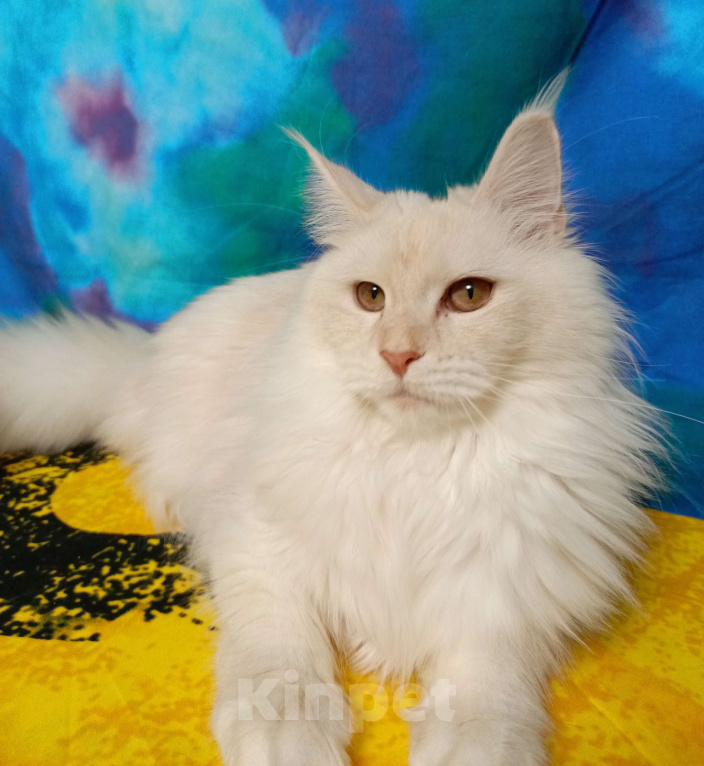 Кошки в Санкт-Петербурге: Девочка ds 22 Девочка, 35 000 руб. - фото 4