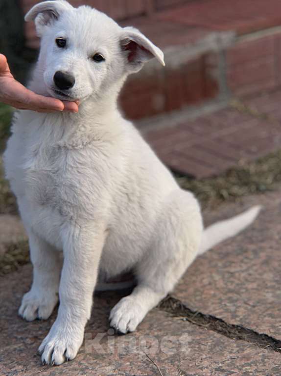 Собаки в Екатеринбурге: Щенок белой Швейцарской овчарки мальчик К/Ш Мальчик, 50 000 руб. - фото 4