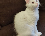 Кошки в Уфе: Котёнок мейн-кун белый геторохром Девочка, 35 000 руб. - фото 3