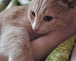 Кошки в Омске: Котенок Мальчик, 1 руб. - фото 6