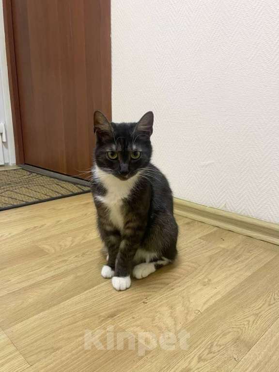 Кошки в Москве: Ласковые кошечки — мама и дочка ищут дом Девочка, Бесплатно - фото 9