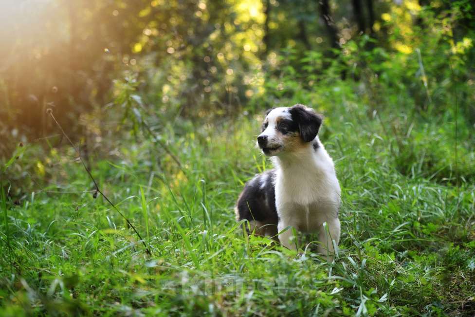 Собаки в Москве: Щенки Австралийской овчарки Мальчик, 80 000 руб. - фото 3