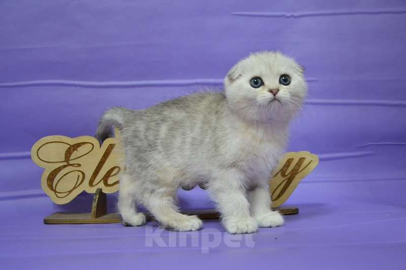 Кошки в Москве: Серебристый мраморный мальчик Мальчик, 60 000 руб. - фото 5