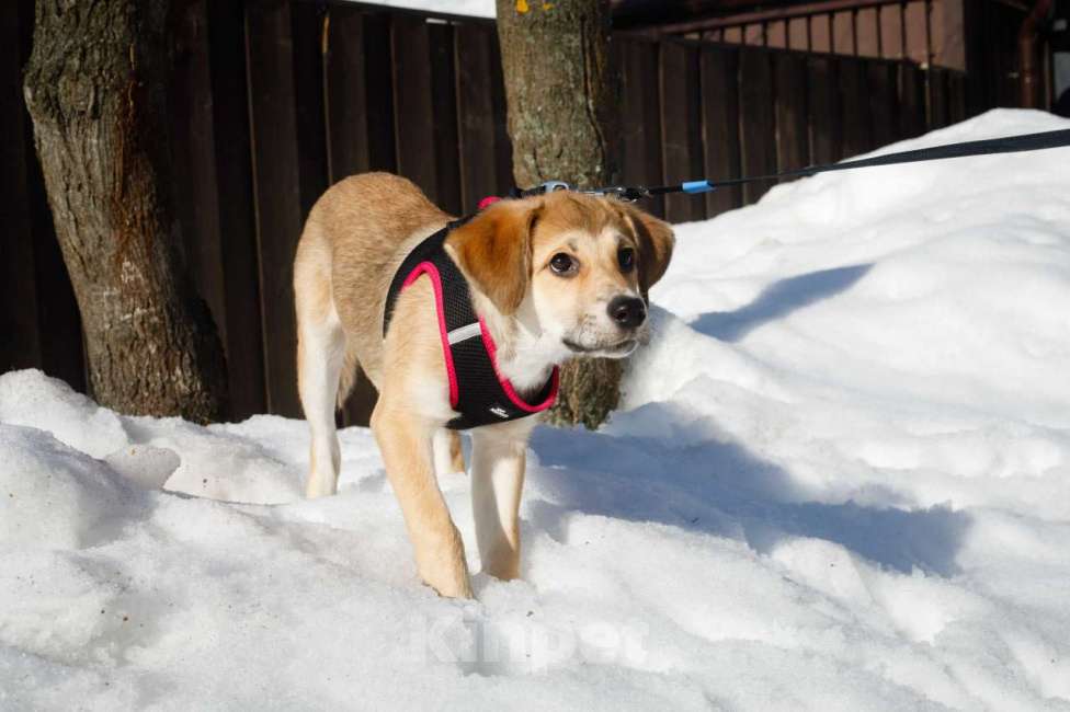Собаки в Москве: Лилуша ищет дом Девочка, Бесплатно - фото 2