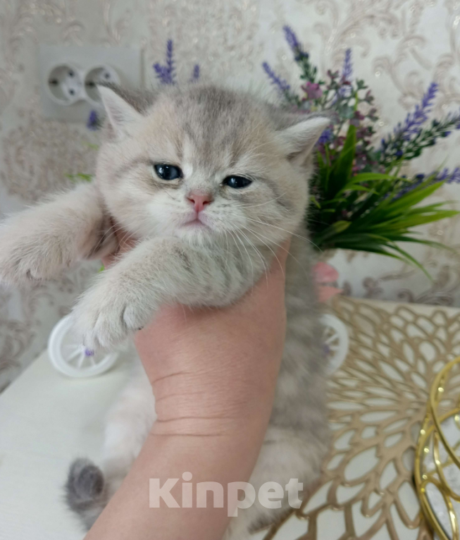 Кошки в Ижевске: Малыш британской золотой шиншиллы Мальчик, Бесплатно - фото 3