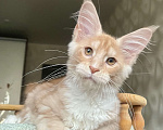 Кошки в Санкт-Петербурге: Мальчик мейн-кун Мальчик, 65 000 руб. - фото 2