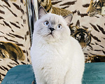 Кошки в Туапсе: Вязка кошек  Мальчик, 2 000 руб. - фото 4
