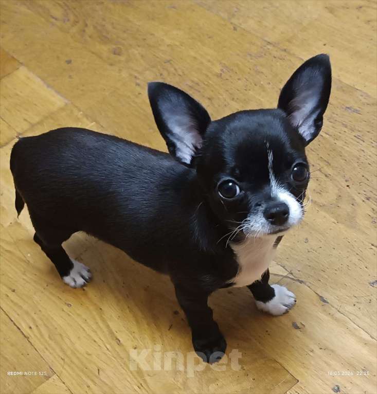 Собаки в Москве: Продажа щенка чихуахуа Девочка, Бесплатно - фото 4