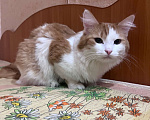 Кошки в Нижнем Тагиле: кот-рыжик Мальчик, Бесплатно - фото 2