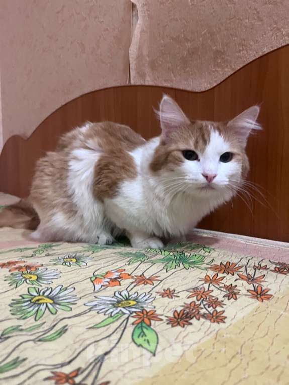 Кошки в Нижнем Тагиле: кот-рыжик Мальчик, Бесплатно - фото 2