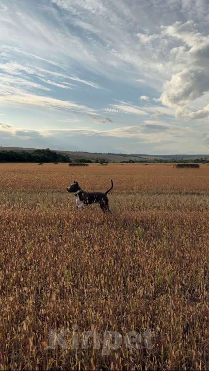 Собаки в Балашихе: Американский стаффордширский терьер Мальчик, Бесплатно - фото 3