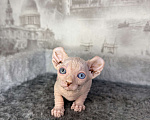Кошки в Самаре: Котёнок породы эльф с гетерохромией Мальчик, Бесплатно - фото 1