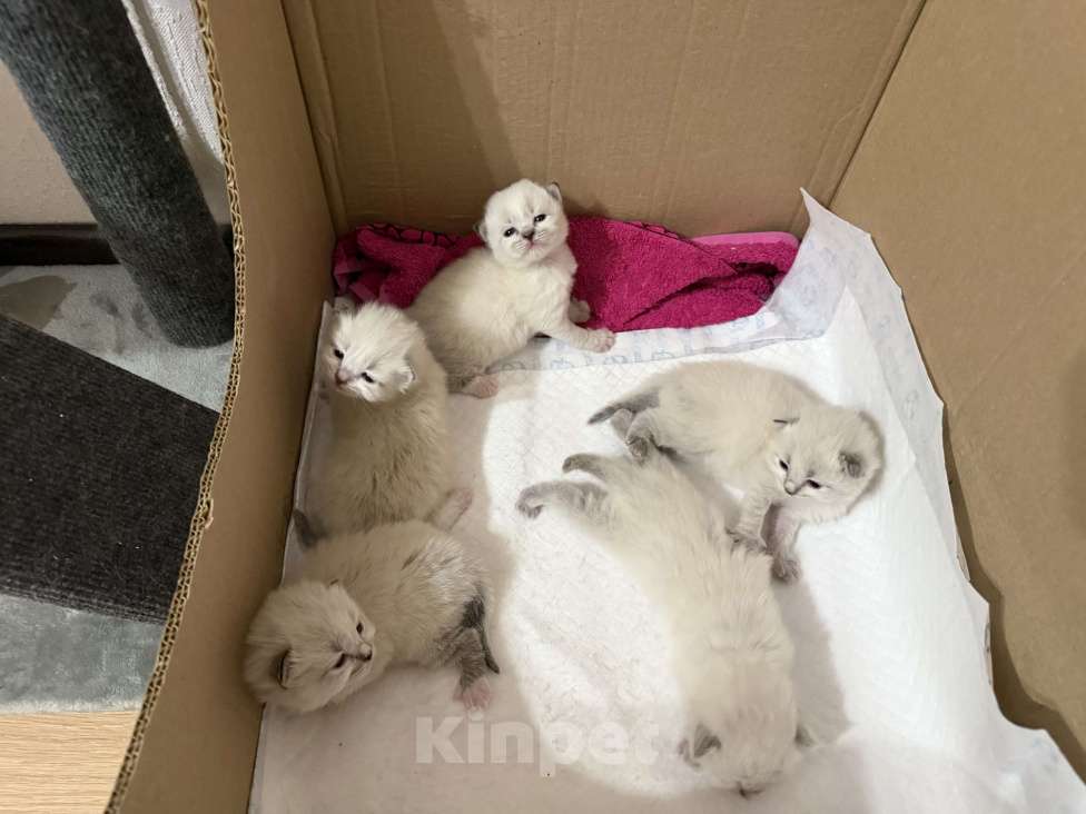 Кошки в Санкт-Петербурге: Невские маскарадный котята Мальчик, 27 000 руб. - фото 9