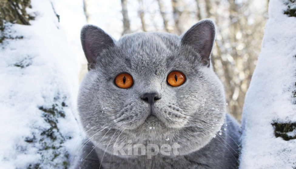 Кошки в Вологде: Британский голубой котенок Мальчик, 35 000 руб. - фото 4