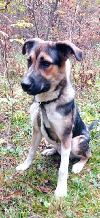 Собаки в Москве: Молодой пес Форест ищет семью. Мальчик, Бесплатно - фото 3