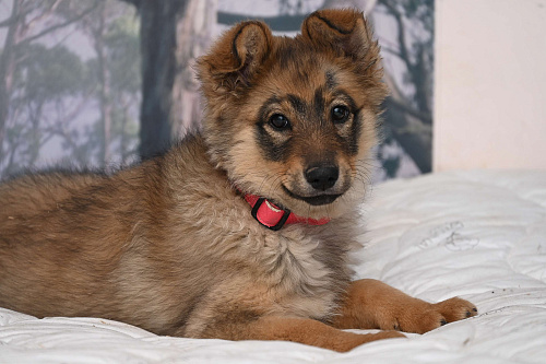 Ищет добрую семью Элегия. 4 мес.