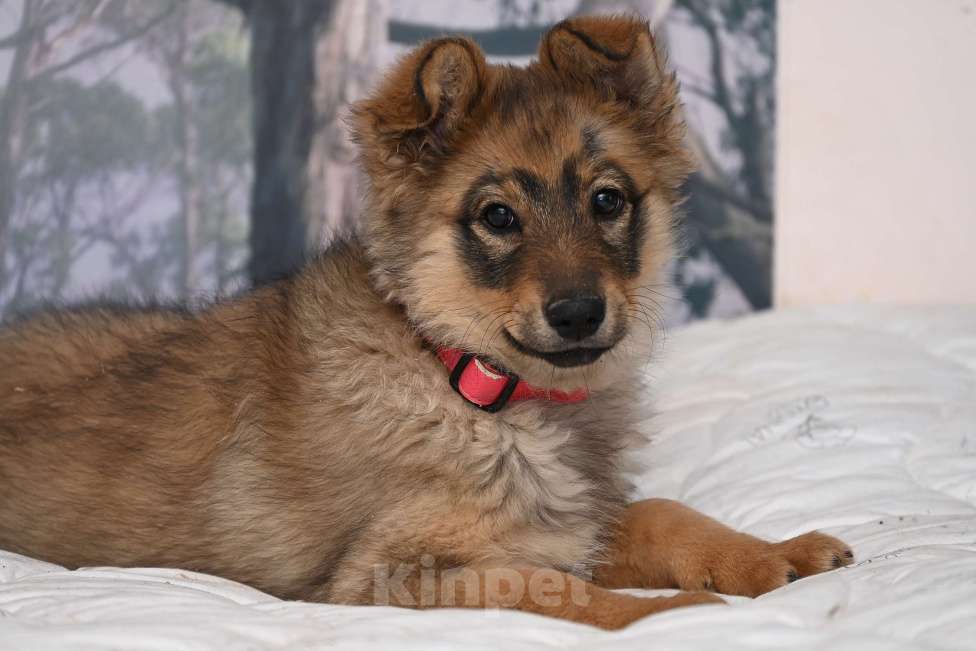 Собаки в других городах Московской области: Ищет добрую семью Элегия. 4 мес. Девочка, 1 000 руб. - фото 1