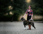 Собаки в Краснодаре: Вязка, 1 руб. - фото 3