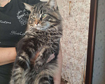 Кошки в Омске: Мейн-кун вязка, Бесплатно - фото 2